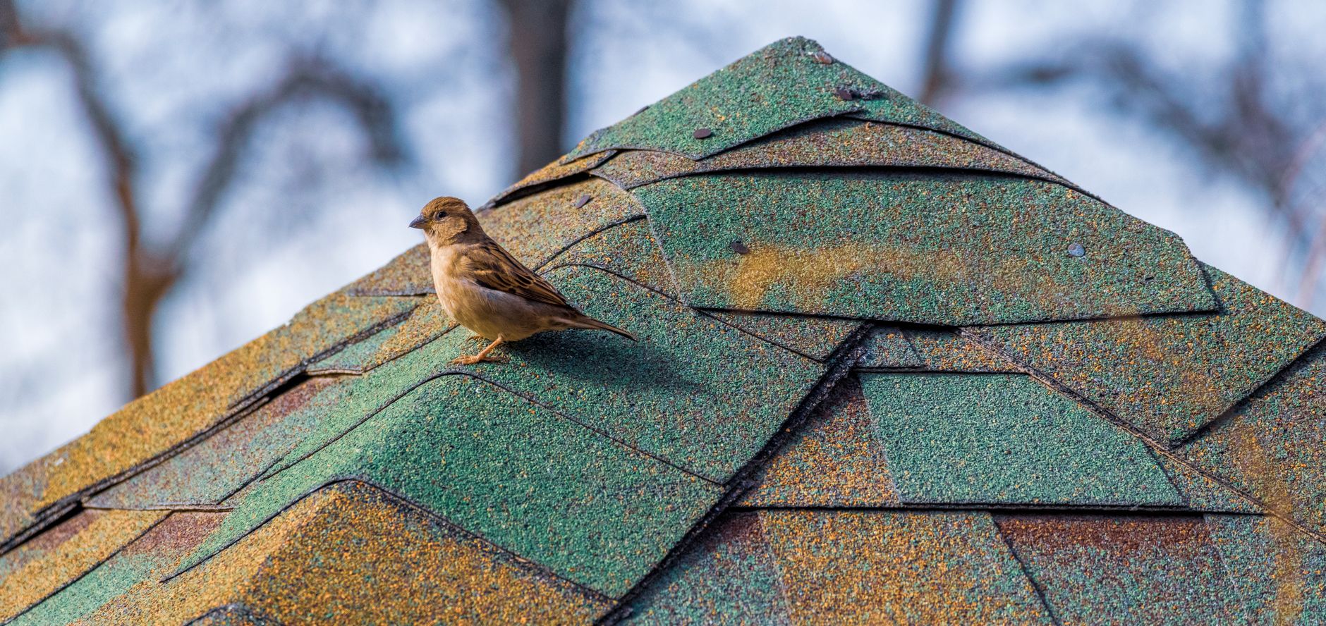 Storm Damage Repair – Belton